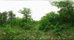 Karner Blue Sanctuary - Bowl