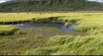 Wetland habitat, Kluane National Park, Yukon, Canada