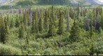 Boreal forest habitat, Kluane National Park, Yukon, Canada