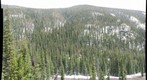 Colorado Forest