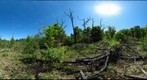 Pinery Provincial Park - Snag Clearing