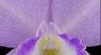 Fine Art Orchid Print: Cattleya Portia Var. Coerulea 'Sir Jeremiah Colman - Bloom Close-up