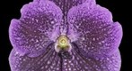 Fine Art Print: Vanda Janel de Cruz Bloom 