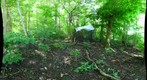 Dairy Bush - Thanushi trial - Malaise trap - 130612