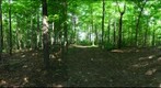 Dairy Bush GigaPan - 197 – June 12 2013