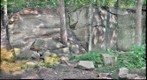 Aquia Creek Sandstone