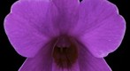 Fine Art Orchid Print: Dendrobium Compactum Bloom