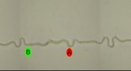 two spores on CMA