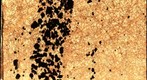 Dunite in Plane-Polarized Light