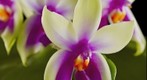 Fine Art Orchid Print: Phalaenopsis violacea var. Borneo