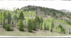 Hwy 6, Mixed Forest