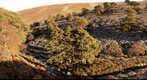 Caledonian Forest