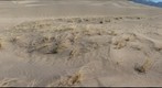 Dune vegetation