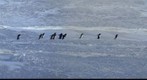 March of the penguins from McMurdo station