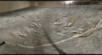 Dinosaur State Park (2)