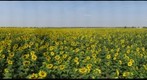 Domestic Annual Sunflowers