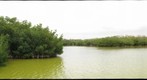 West Lake Mangroves