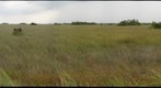 River of Grass