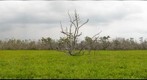 Everglades coastal open area