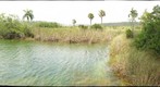 Pond