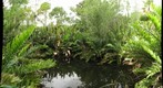 Pond at the AOS