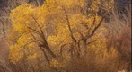 Willow in Pine Creek Canyon