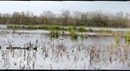 Brazos Bend State Park