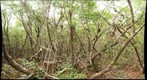 West Lake Mangroves