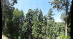 Forest near Lake Arrowhead