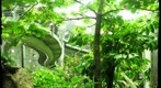 Rainforest and ants at the California Academy of Sciences