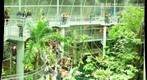 'upload rainforest_canopy_11x9 - 0.4.3865 - rainforest_canopy_11x9'