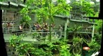 'upload rainforest_understory_16x18 - 0.4.3865 - rainforest_understory_16x18'