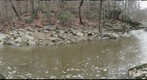 Northwest Branch Stream (Silver Spring, MD)