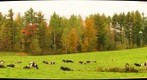 Autumn - Farm cows