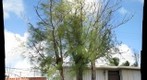 Casurina2