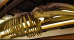 Whale Skeleton