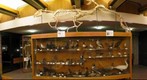 Skeletons and Birds 