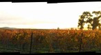 Golden Vineyards Left Image