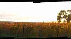 Golden Vineyards Right Image