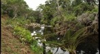 Kawaikoi Stream Trail 2