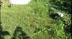 Guam Weeds