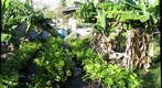 Fruit Nursery