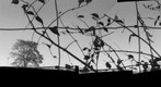 M-Tree