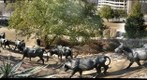 Cattle drive, from the top