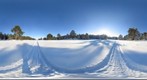 Siberian winter forest