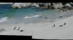 Boulder Beach Penguin Colony