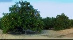 Central Florida Oranges