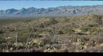 Saguaro National Park Flora