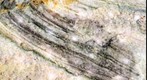 Lycoptera milleri Fin