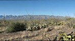 Saguaro NP Flora and Self-Portrait